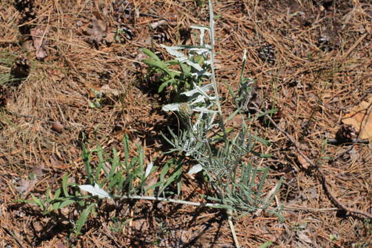 Image of Jurinea cyanoides (L.) Rchb.