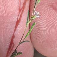 Image of Gayophytum diffusum subsp. parviflorum Lewis & Szweyk.