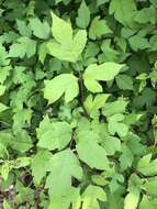 Image of eastern poison ivy