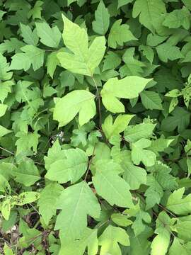 Image of eastern poison ivy