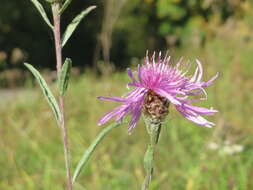 Image of brown knapweed