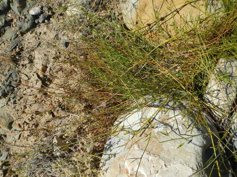 Image of Psoralea ensifolia (Houtt.) Merr.