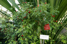 صورة Capsicum annuum var. glabriusculum (Dun.) Heiser & Pickersgill