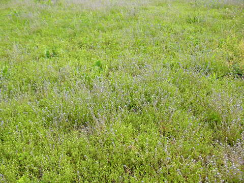 Image of strict forget-me-not