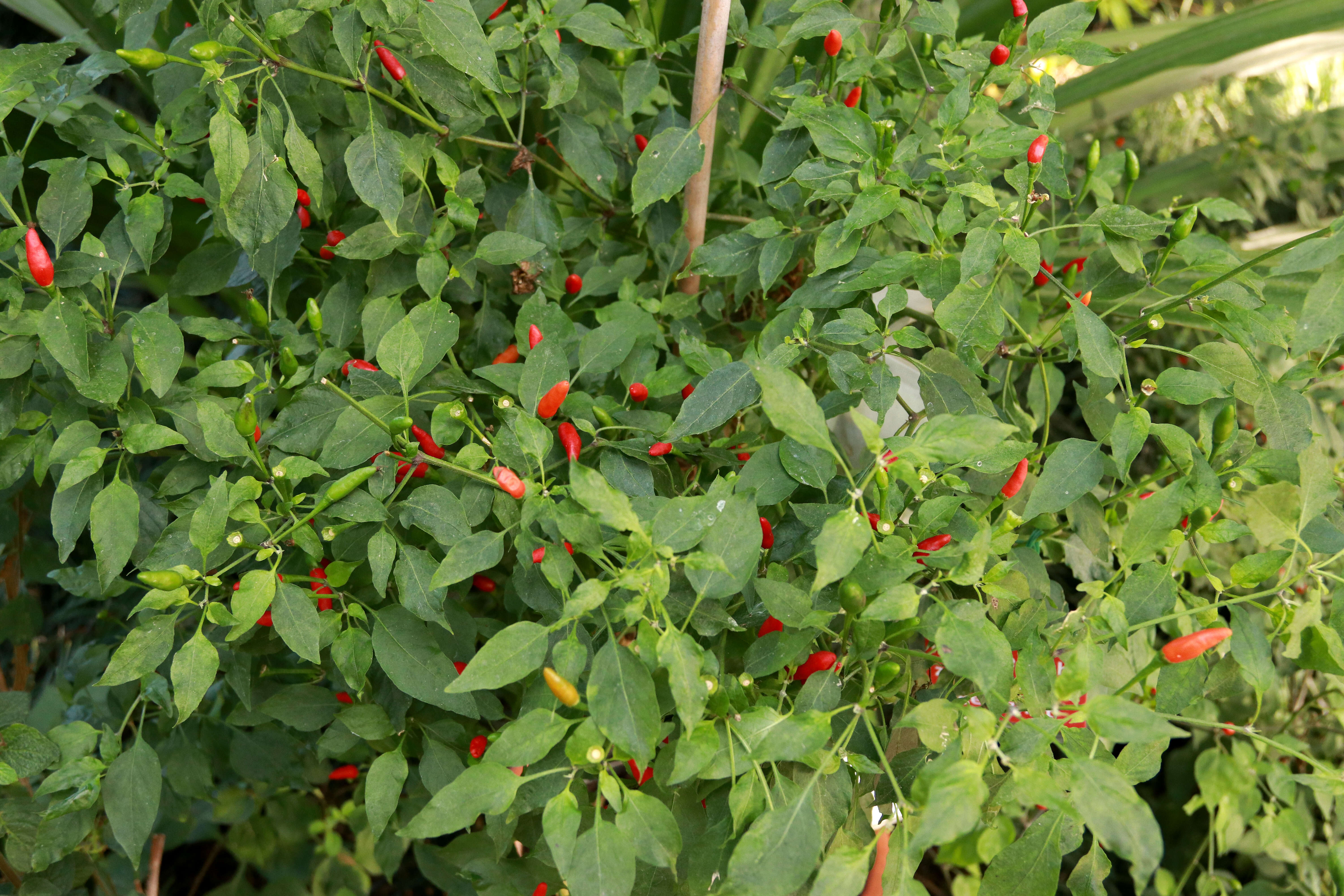 Image of bird pepper