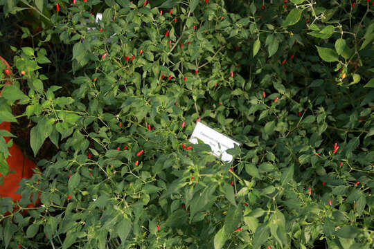 Image of Capsicum chacoense A. T. Hunziker