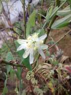 Plancia ëd Passiflora subpeltata Ortega