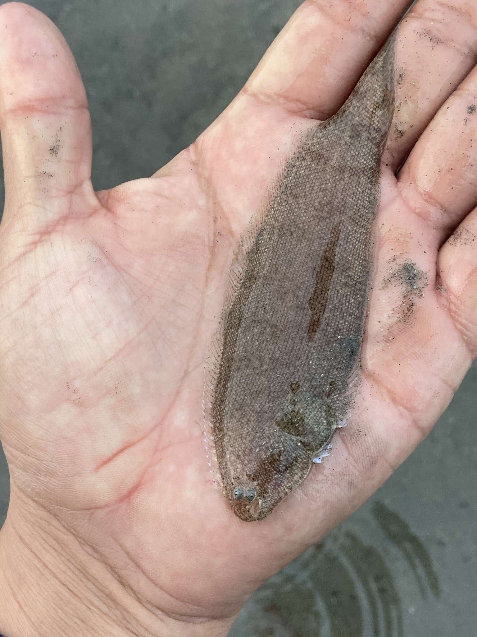 Image of California tonguefish