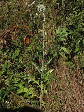 Image of Echinops grijsii Hance