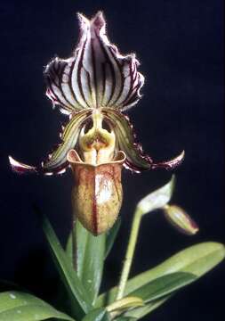 Sivun Paphiopedilum fairrieanum (Lindl.) Stein kuva