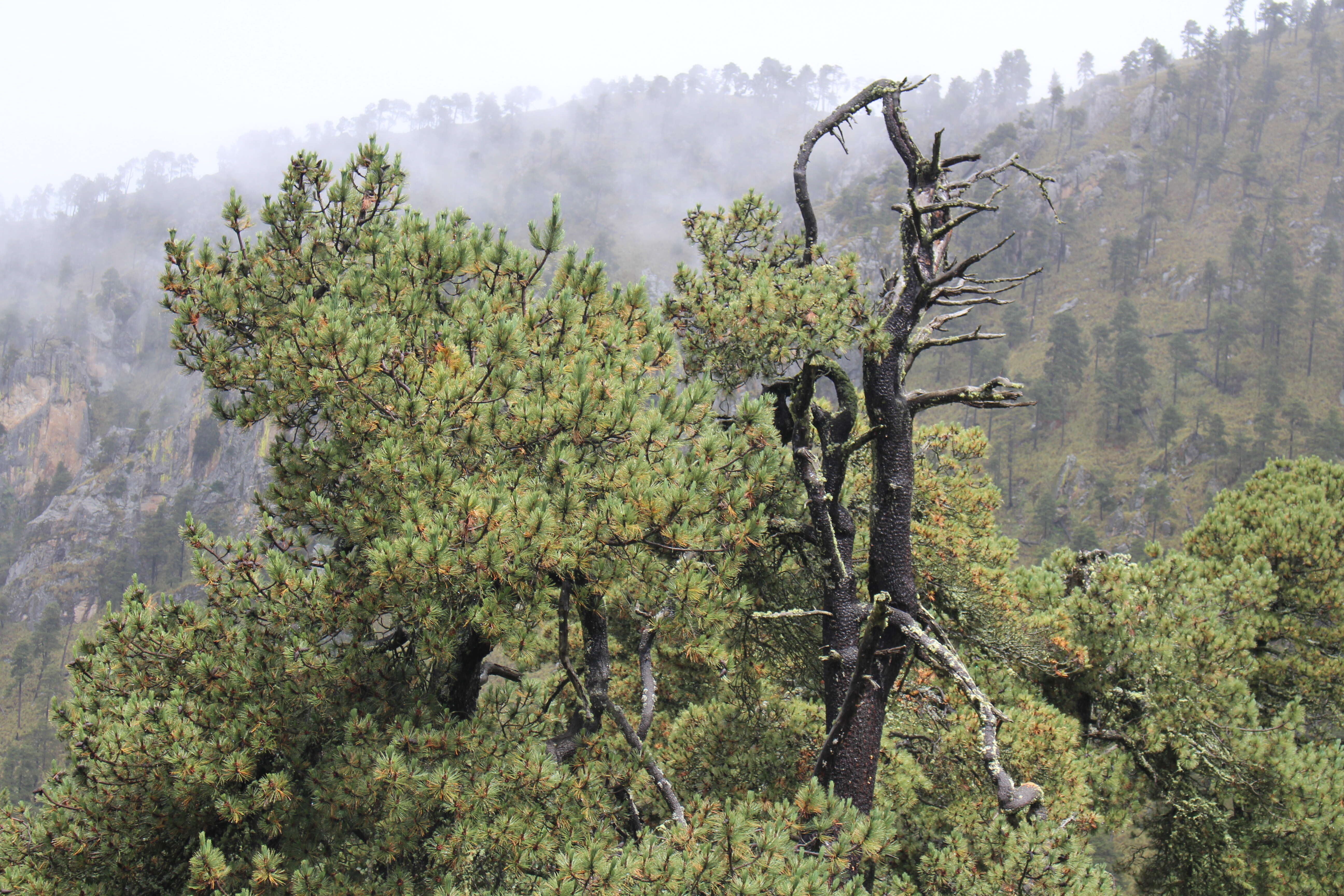 Image of Hartweg's Pine