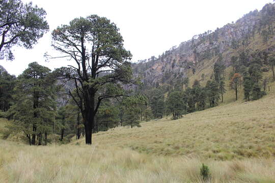 Image of Hartweg's Pine