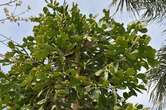 Image of Brazilian pricklypear