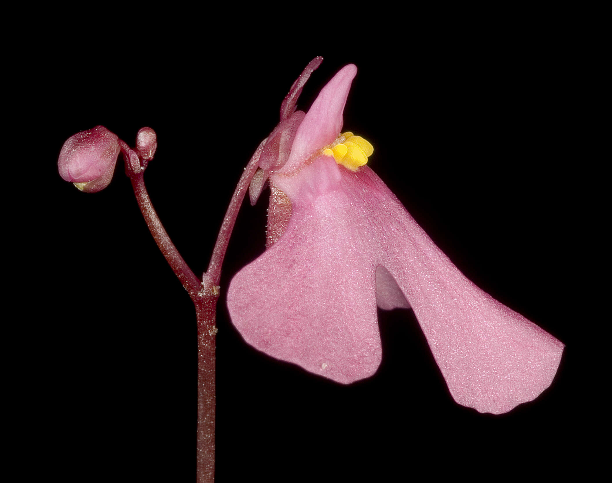 Image de Utricularia multifida R. Br.