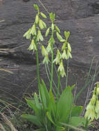 Image of Ornithogalum regale (Hilliard & B. L. Burtt) J. C. Manning & Goldblatt