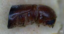 Image of Ambrosia beetle