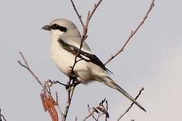 Image of Great Grey Shrike