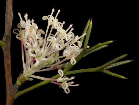 Image of Hakea lissocarpha R. Br.