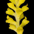 Image of Synaphea cuneata A. S. George
