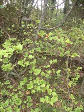 Image of Mountain Currant