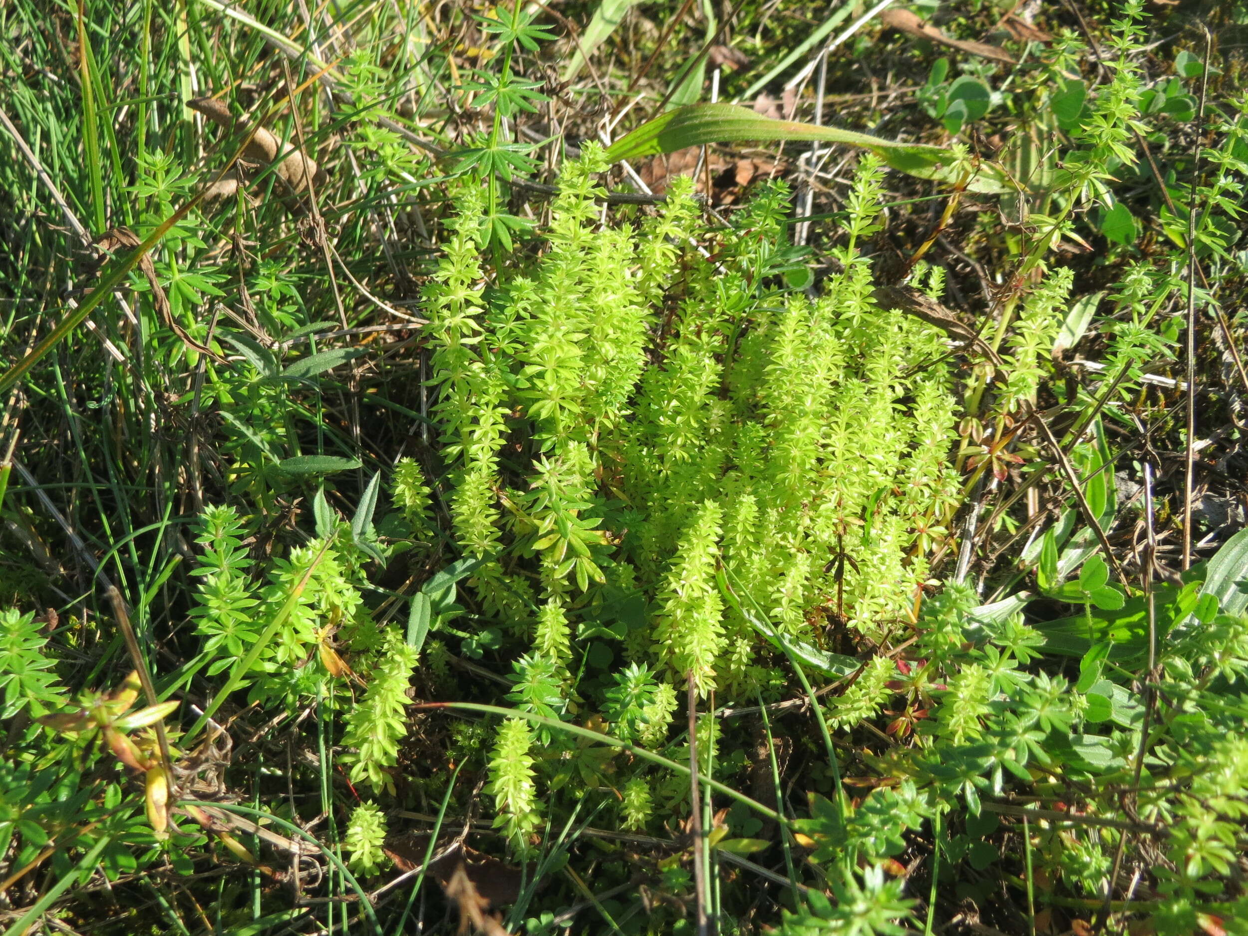 Image of White bedstraw