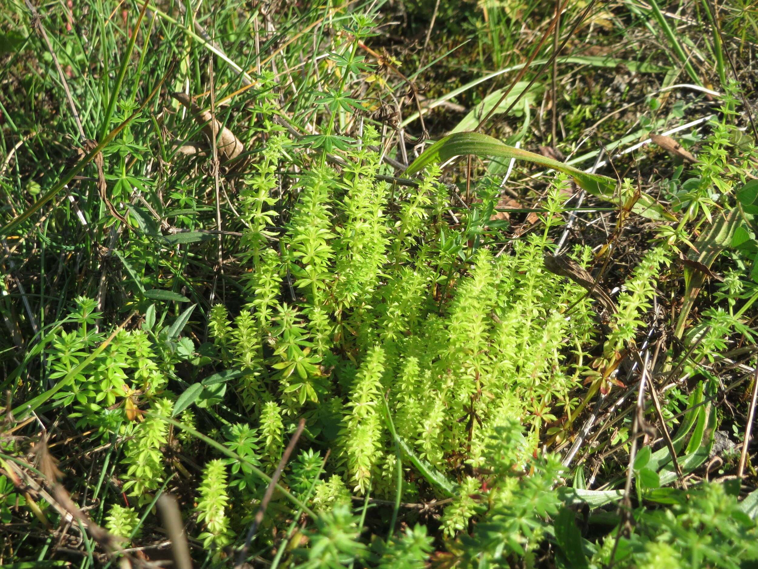 Image of White bedstraw