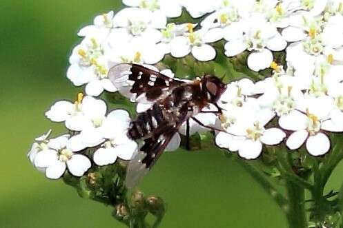 Image of Mottled bee-fly