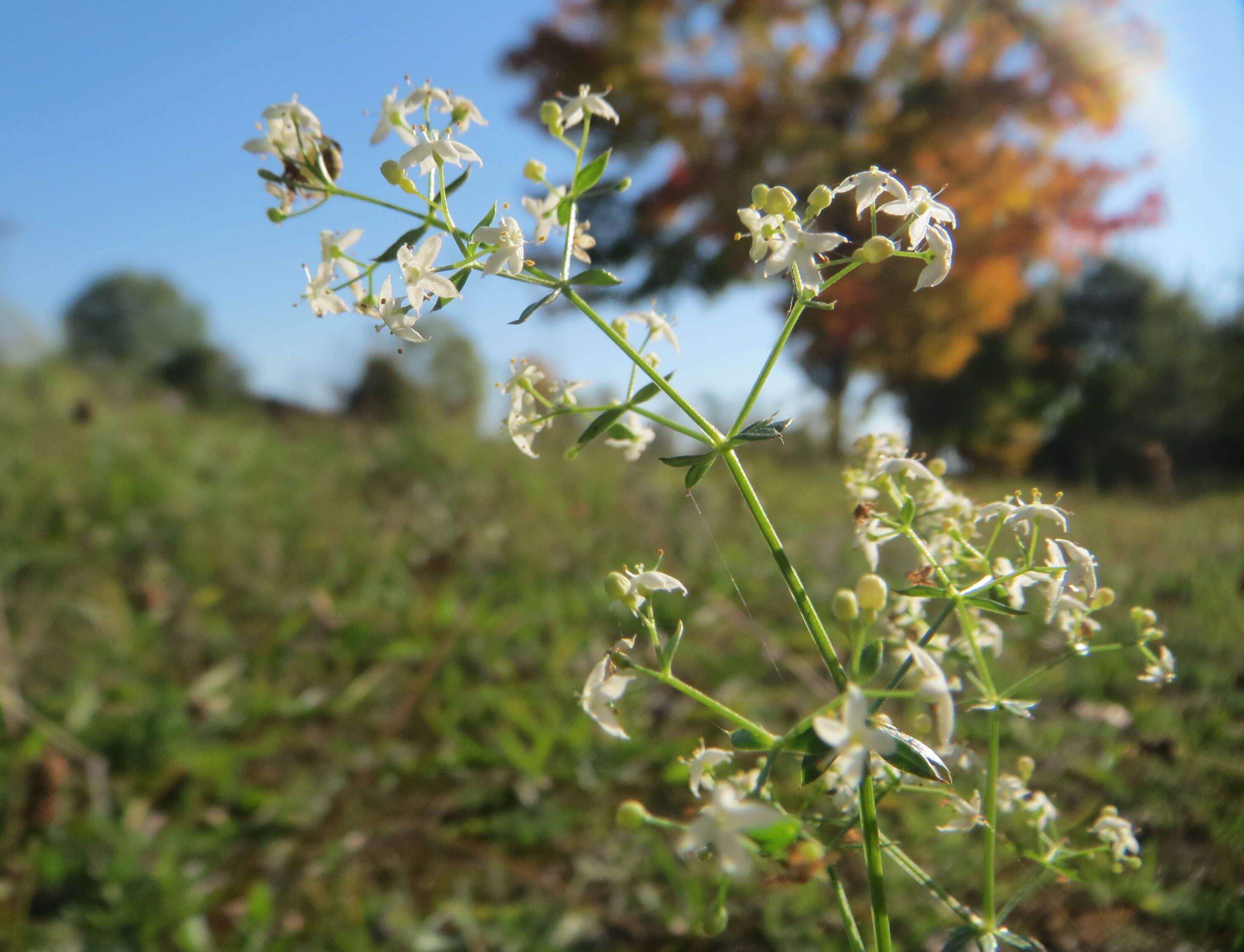 Image of White bedstraw