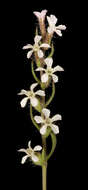 Image of common catchfly