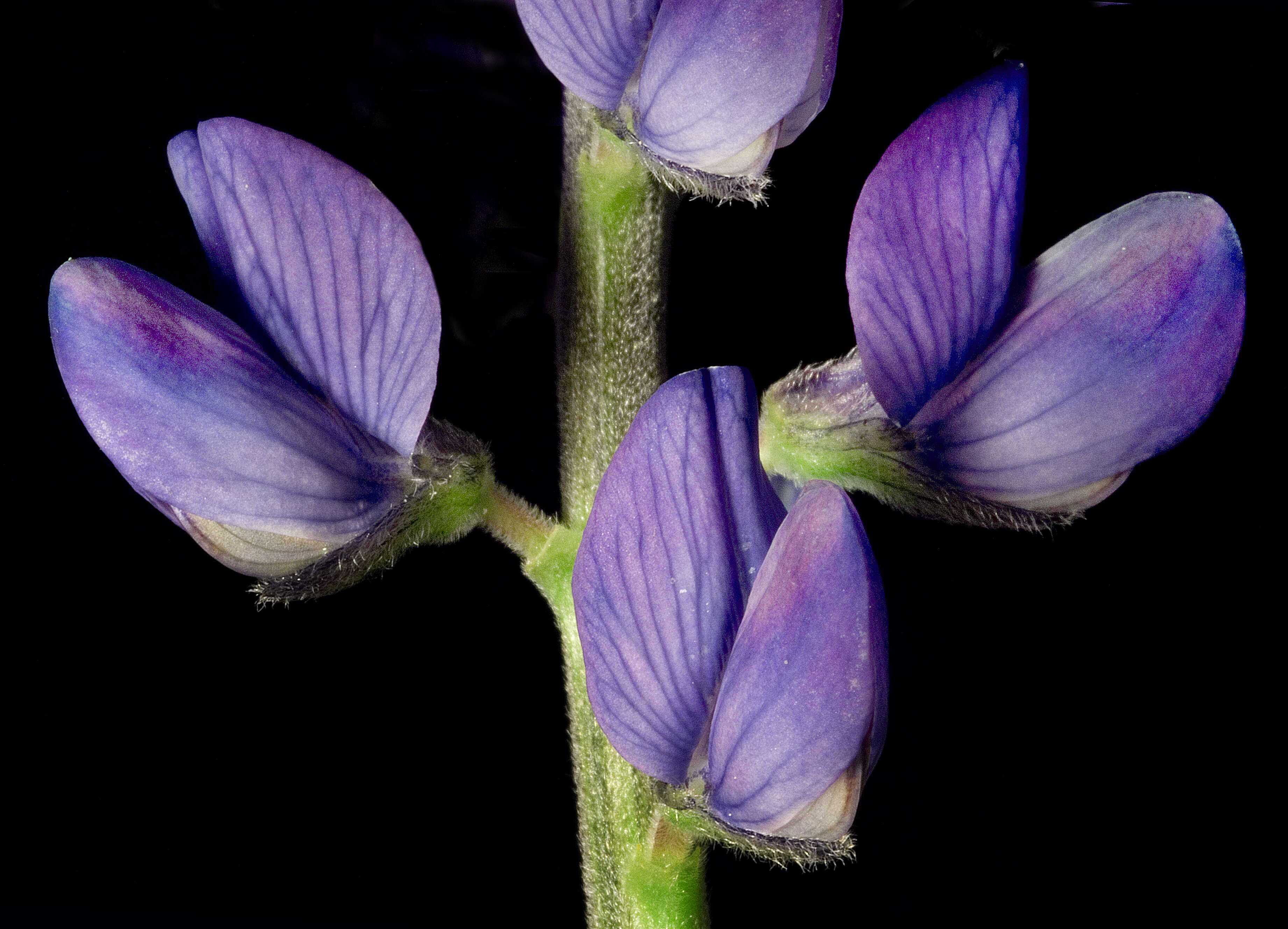 Image of narrowleaf lupine