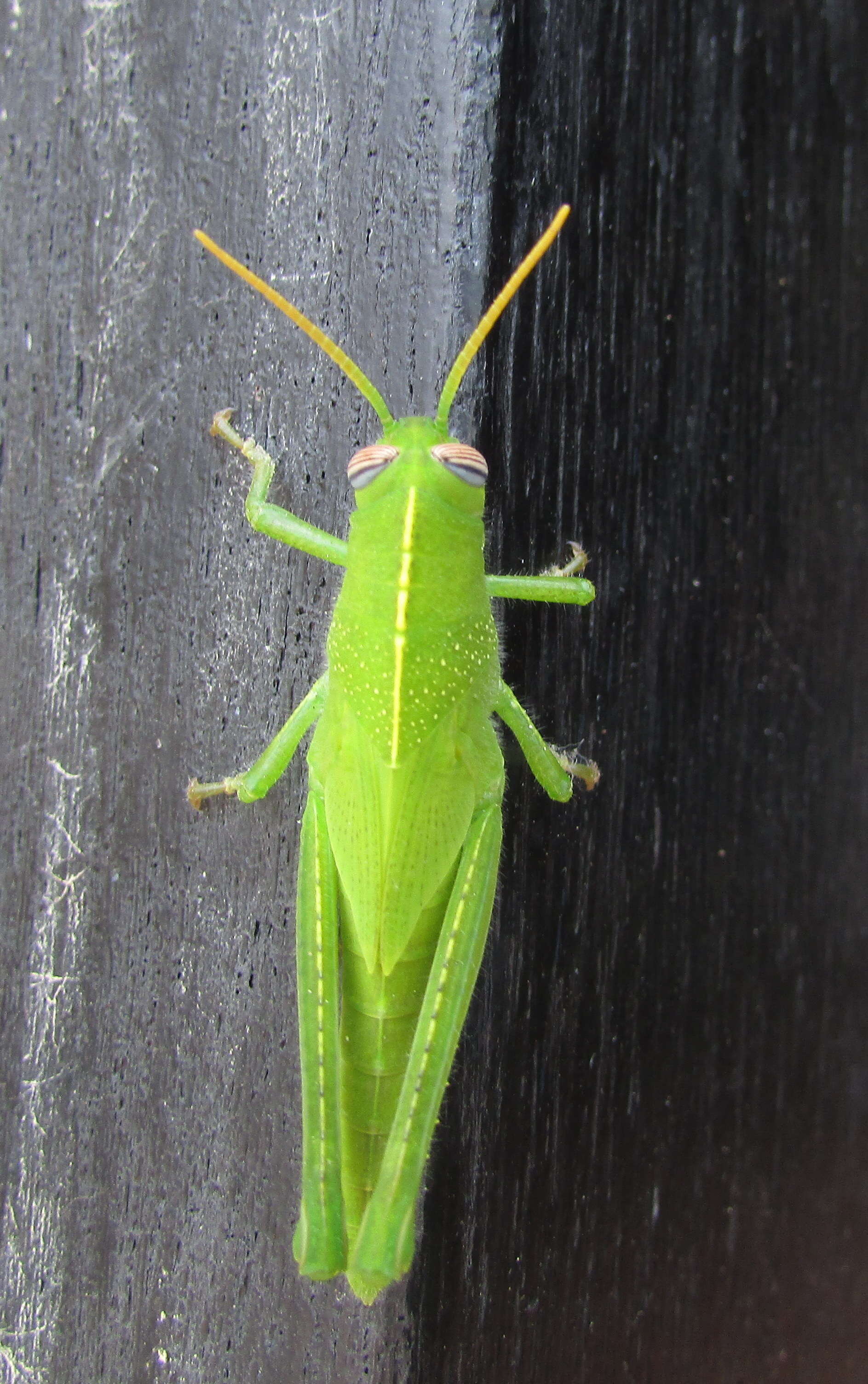 Image of egyptian grasshopper, tree locust