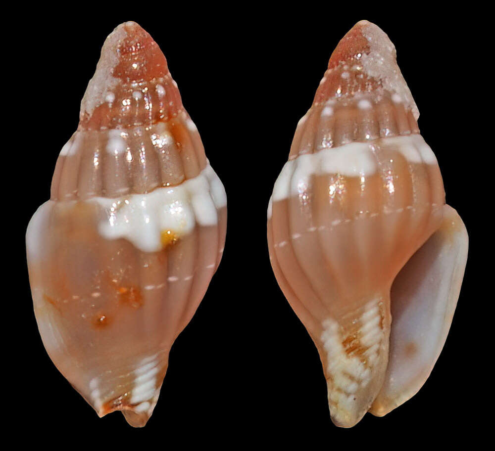 Image of Euplica ionida (Duclos 1840)