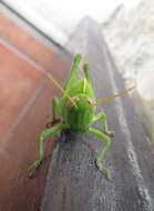 Image of egyptian grasshopper, tree locust