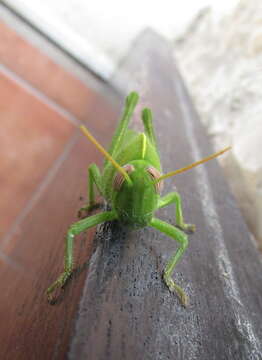 Image of egyptian grasshopper, tree locust