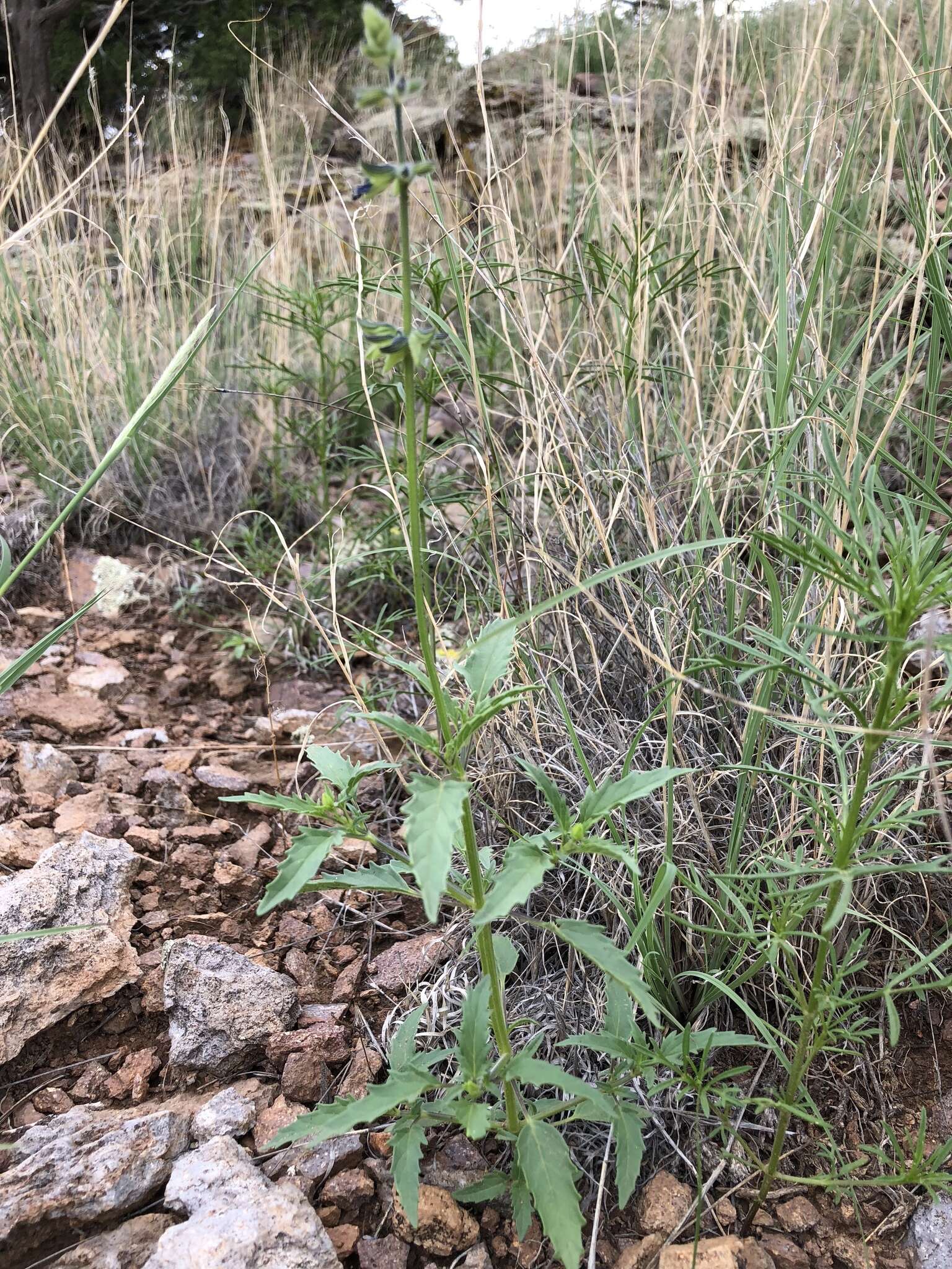 Image of sawtooth sage