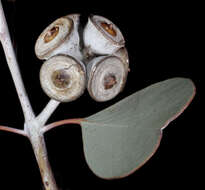 Image of round-leaf mallee
