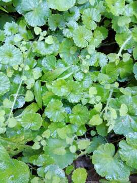 Image de Hydrocotyle mexicana Cham. & Schltdl.