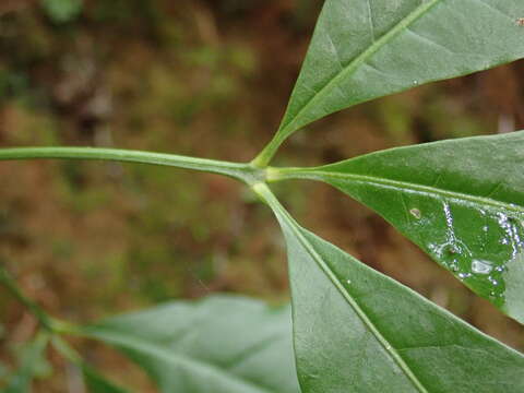 Image of Melicope pteleifolia (Champ. ex Benth.) T. G. Hartley