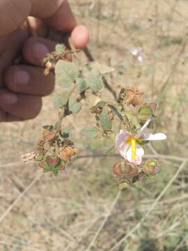 Image of White Fen-Rose