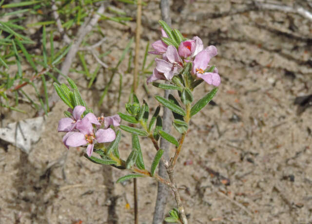 Image of Zieria veronicea (F. Müll.) Benth.