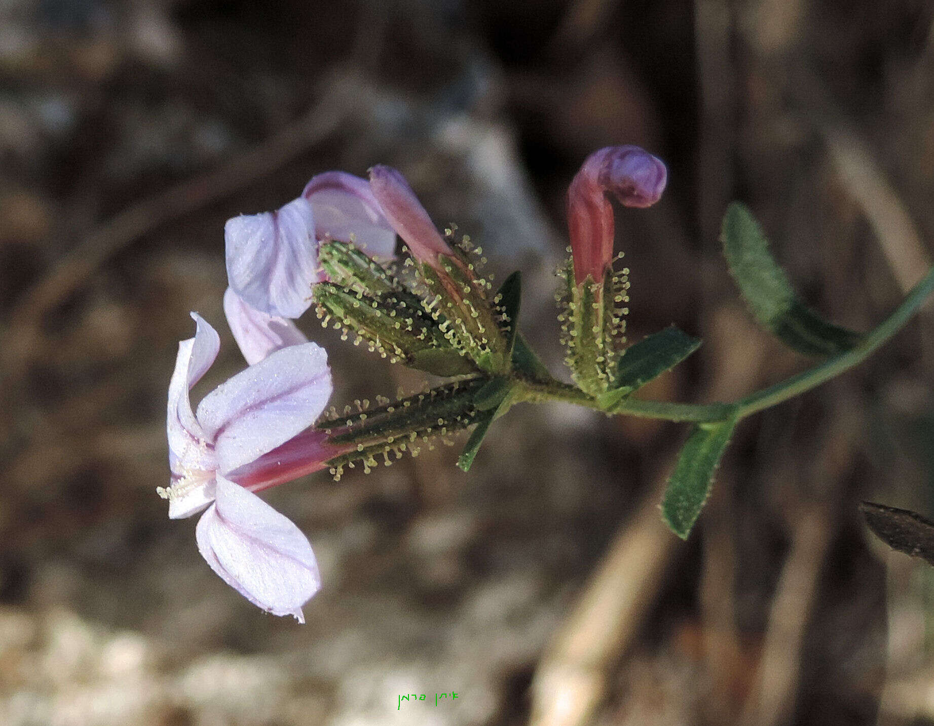 Image of Plumbago europaea L.