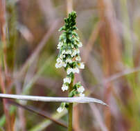 Image of Cyclopogon peruvianus (C. Presl) Schltr.