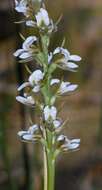 Image of Fragrant leek orchid