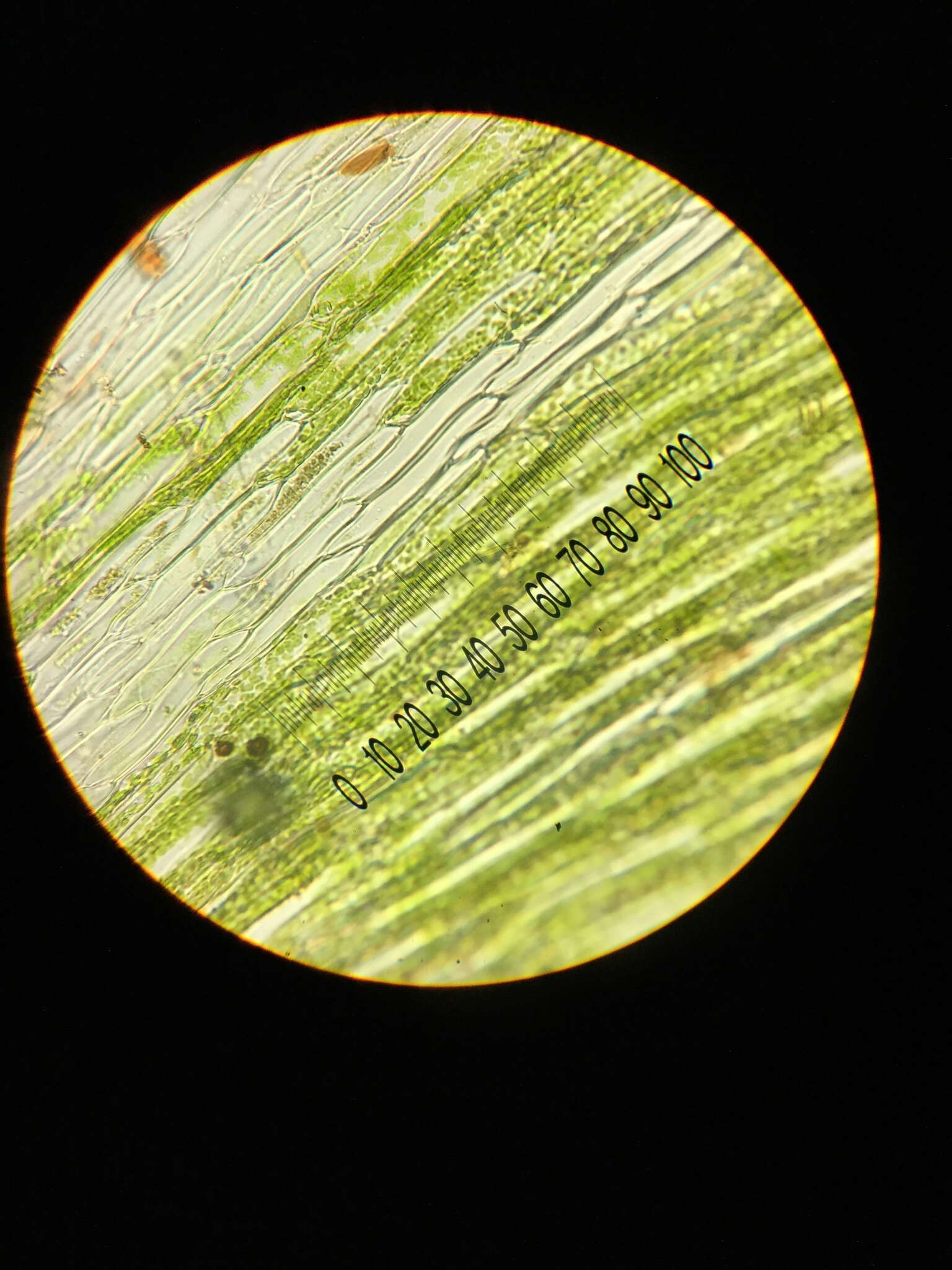 Image of antifever fontinalis moss