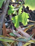 Chenopodium ucrainicum的圖片