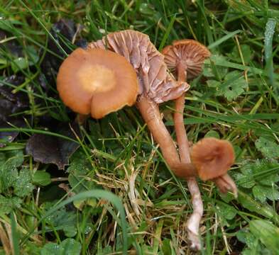 Image of Laccaria laccata (Scop.) Cooke 1884