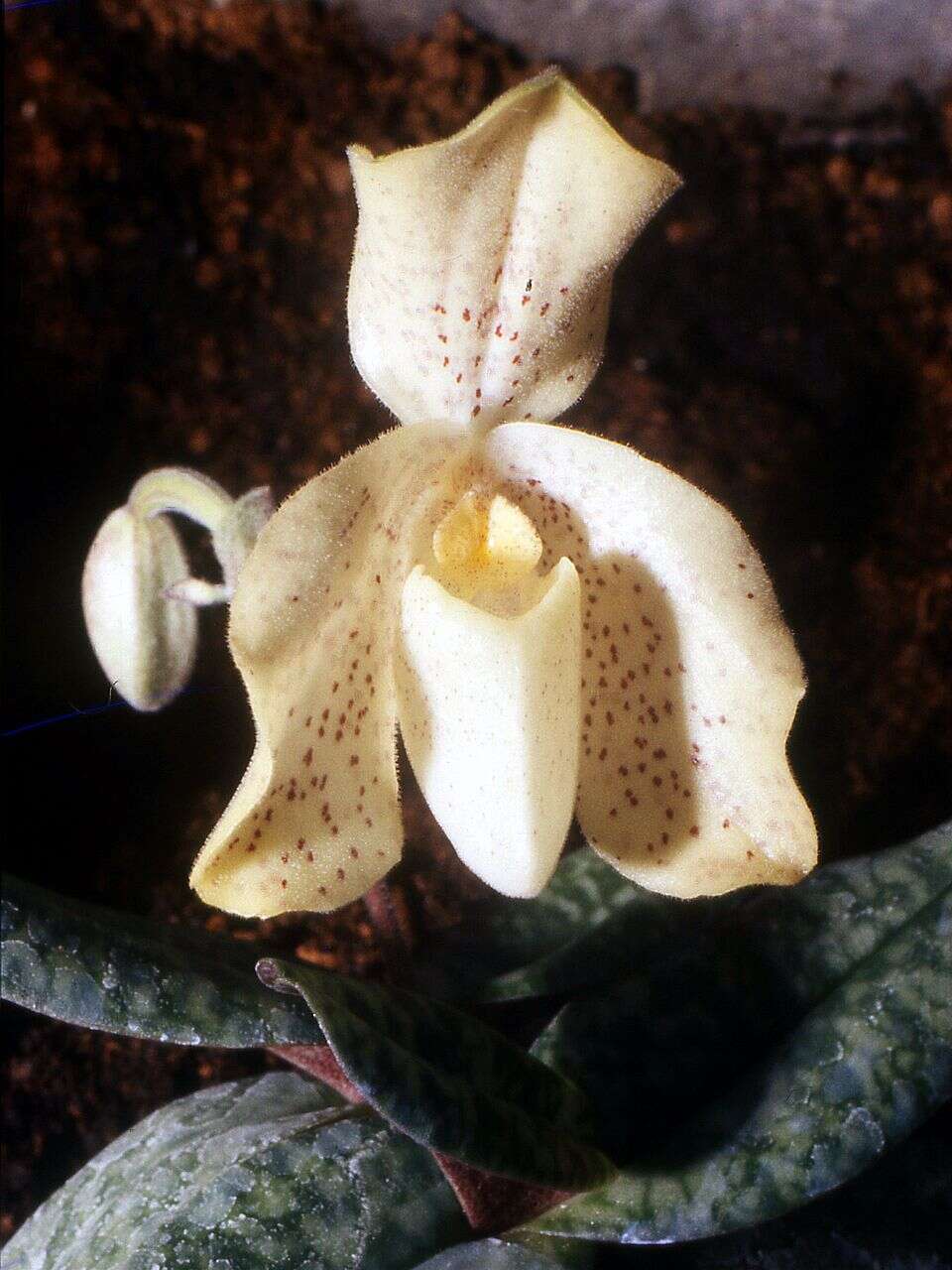 Image of One colored Paphiopedilum