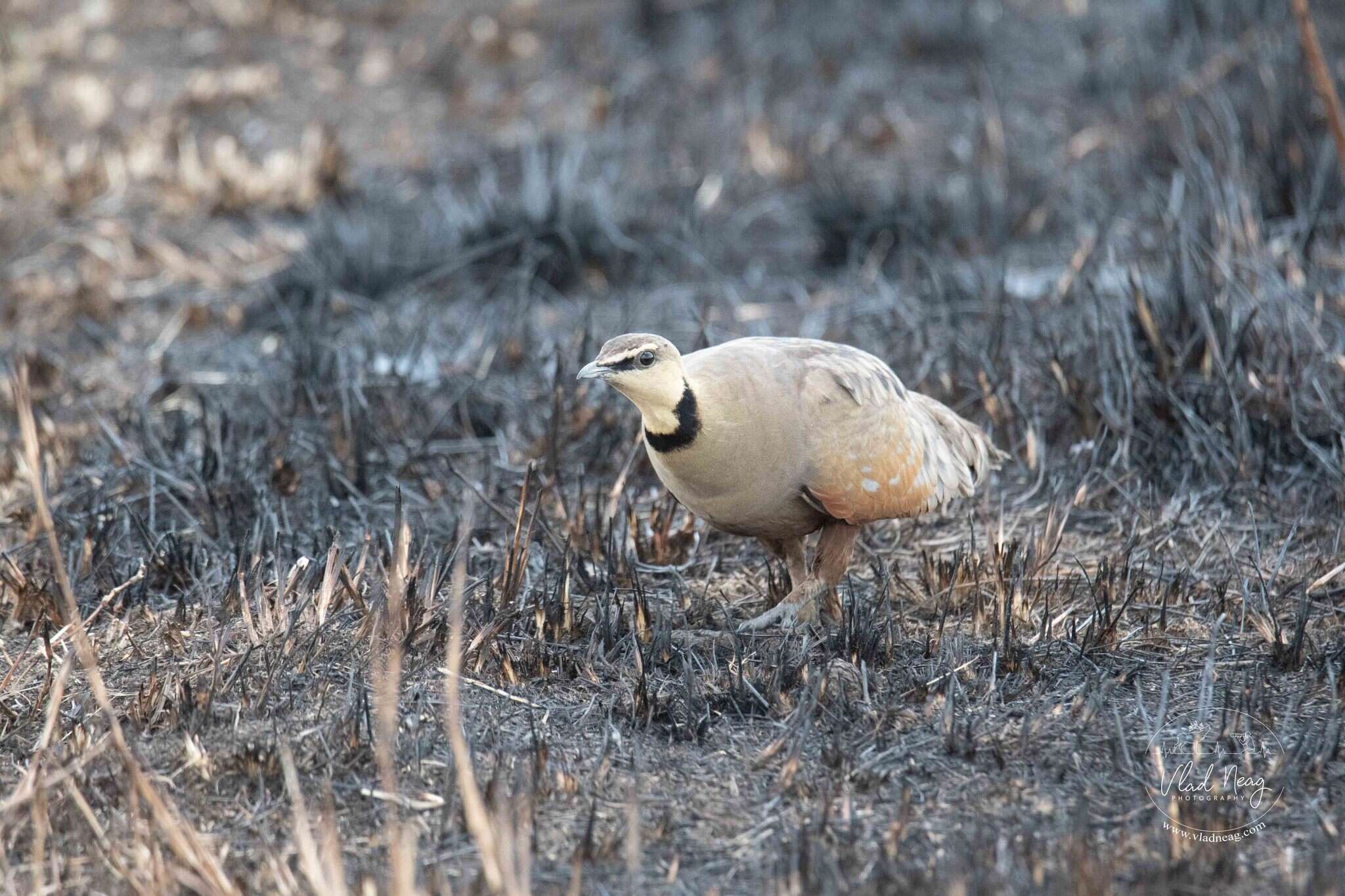 Image of Yellow-throated Sandgrouse