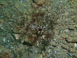 Image of Large Burrowing Sea Cucumber