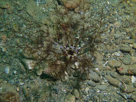 Image of Large Burrowing Sea Cucumber